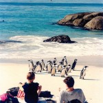 ボールダーズビーチの白い砂浜とペンギン
