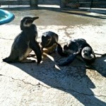 ウルグアイでのマゼランペンギンたちの姿1