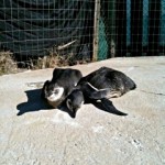 ウルグアイでのマゼランペンギンたちの姿4