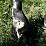 ウルグアイでのマゼランペンギンたちの姿5