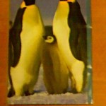 エンペラーペンギン親子