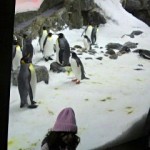 ペンギンたち01