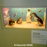 ペンギン剥製の展示01