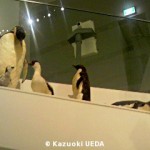 鳥類の大ホールのペンギン