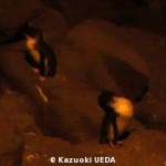 野生のコガタペンギン2