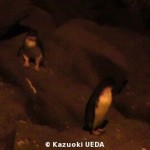 野生のコガタペンギン3