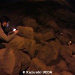 野生のコガタペンギン4