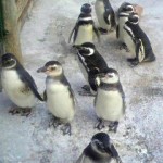 今回リリースされる予定のペンギン達の一部です。