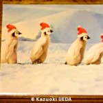 クリスマス・ペンギンカード2