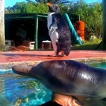 イワトビペンギンとラプラタカワイルカ2