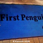 First Penguin04