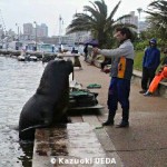 近くの漁港に姿を見せる野生のオタリア