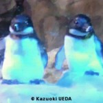 ペンギンの展示3