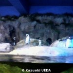 ペンギンの展示2