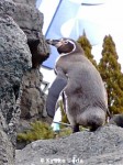 鳥羽水族館のフンボルトペンギン