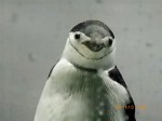 名古屋港水族館のヒゲペンギン1