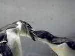 名古屋港水族館のヒゲペンギン2