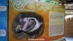 2011年1月のメトロポリタン動物園のペンギン展示施設の様子3