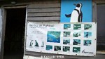 ペンギンの看板3