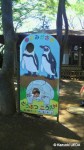 ペンギンファンクラブお花見2011年-夢見ヶ先動物公園1