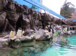 マリンピア松島水族館-屋外プールの様子