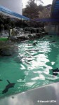 マリンピア松島水族館-ペンギン水槽