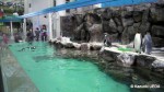 マリンピア松島水族館-ペンギン水槽2