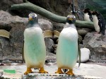 マリンピア松島水族館ジェンツーペンギン