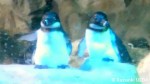 「ペンギンマニアクイズ」第２回20100501