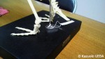 ペンギンの骨格標本