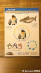 長崎ペンギン水族館10周年記念グッズ・ステッカー