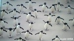 イギリス・バースの街角にある「ナショナルジオグラフィック」に登場したペンギンたち