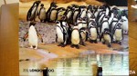 ロンドン動物園-ポストカード8