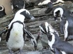 サンシャイン水族館のケープペンギン