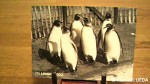 ロンドン動物園のショップで売られているポストカード-4