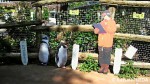 ペンギンビーチで飼育されている４種類のペンギンのカラー写真