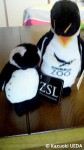 エディンバラ動物園のエンブレムを胸に威張ってるキングくんと「ZSL」というタグをつけてるロンドン動物園のケープくん