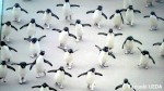 ロンドン自然博物館のイワトビペンギンエコバッグ1