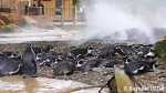 ロンドン動物園「ミスト」