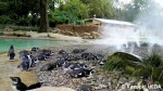 ロンドン動物園「ミスト」