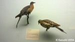 鳥と人間の関係史の上では、とても重要で有名な鳥