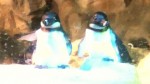 ペンギン展示