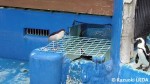 動物園・水族館でのペンギン飼育の様子