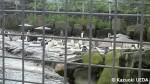 2011・エディンバラ動物園訪問06