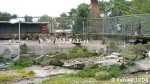 2011・エディンバラ動物園訪問09