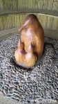 エディンバラ動物園ペンギンの親子オブジェ