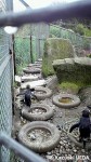 エディンバラ動物園09