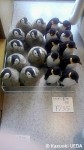 登別ニクス水族館