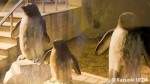 ペンギンのオブジェ