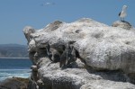 アルガロボ・野生ペンギン